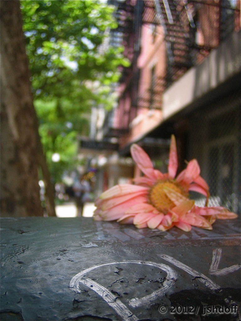 Sunday Morning. East Village Wildflower (east 7th street, lower east side, nyc)